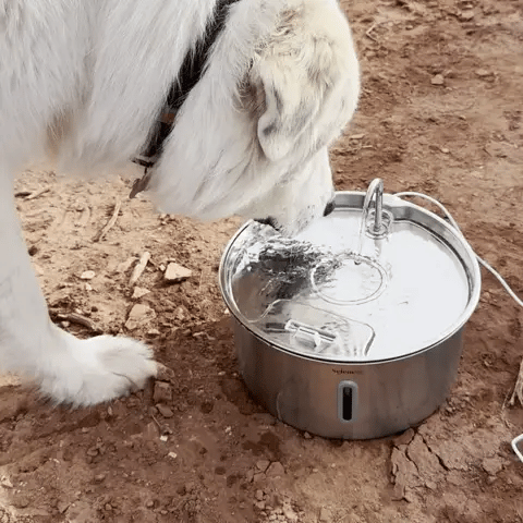 Rinnande Hundfontän med Trippelfiltrering